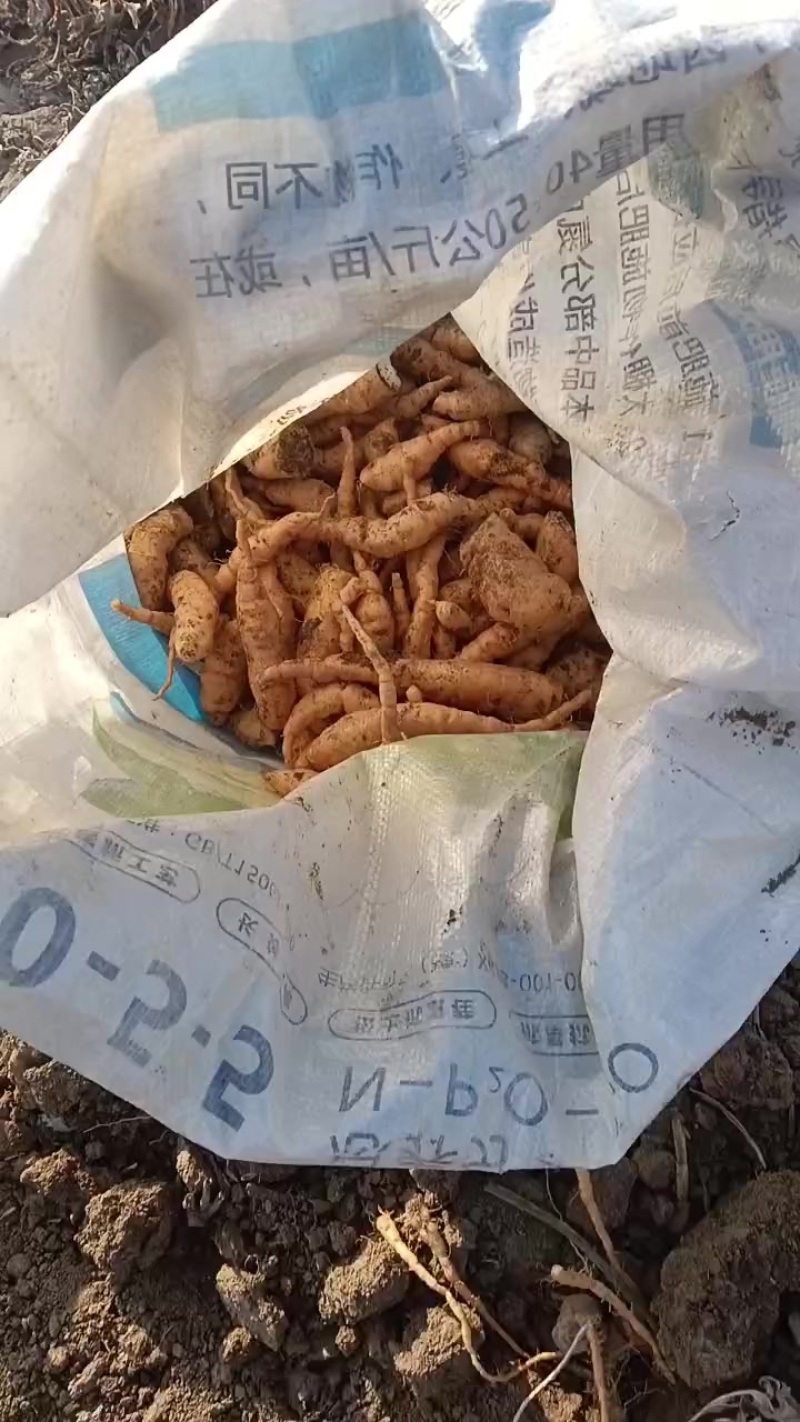 地黄种子