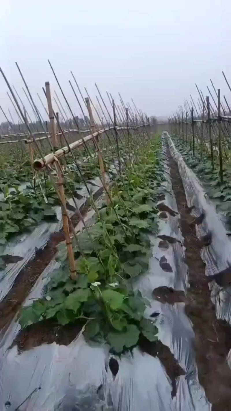 湛江冬瓜预售2025.5月左右砍货
