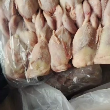 鹌鹑实拍，特色菜品，提高利润的好产品