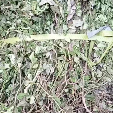 野生紫背金牛金牛草金不换小金不换