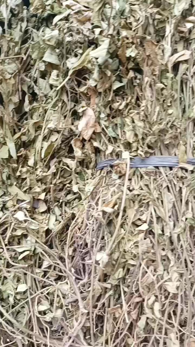 野生紫背金牛金牛草金不换小金不换