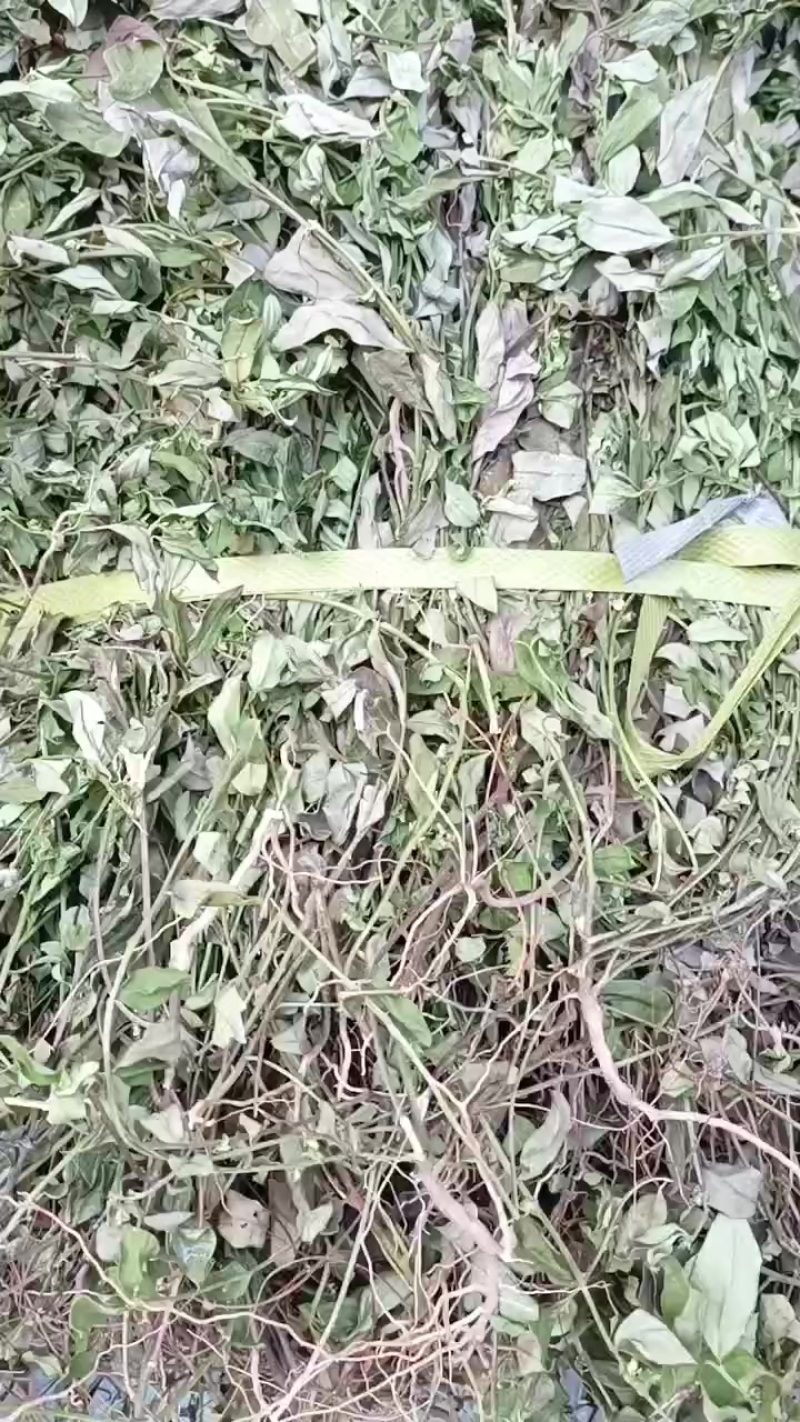 野生紫背金牛金牛草金不换小金不换