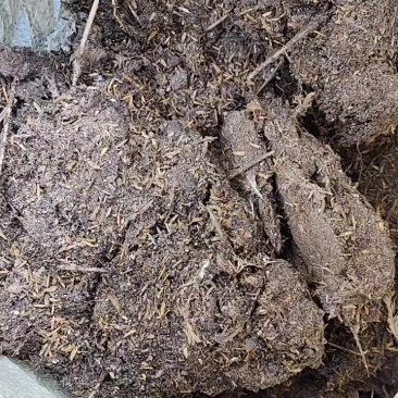 干鸡粪