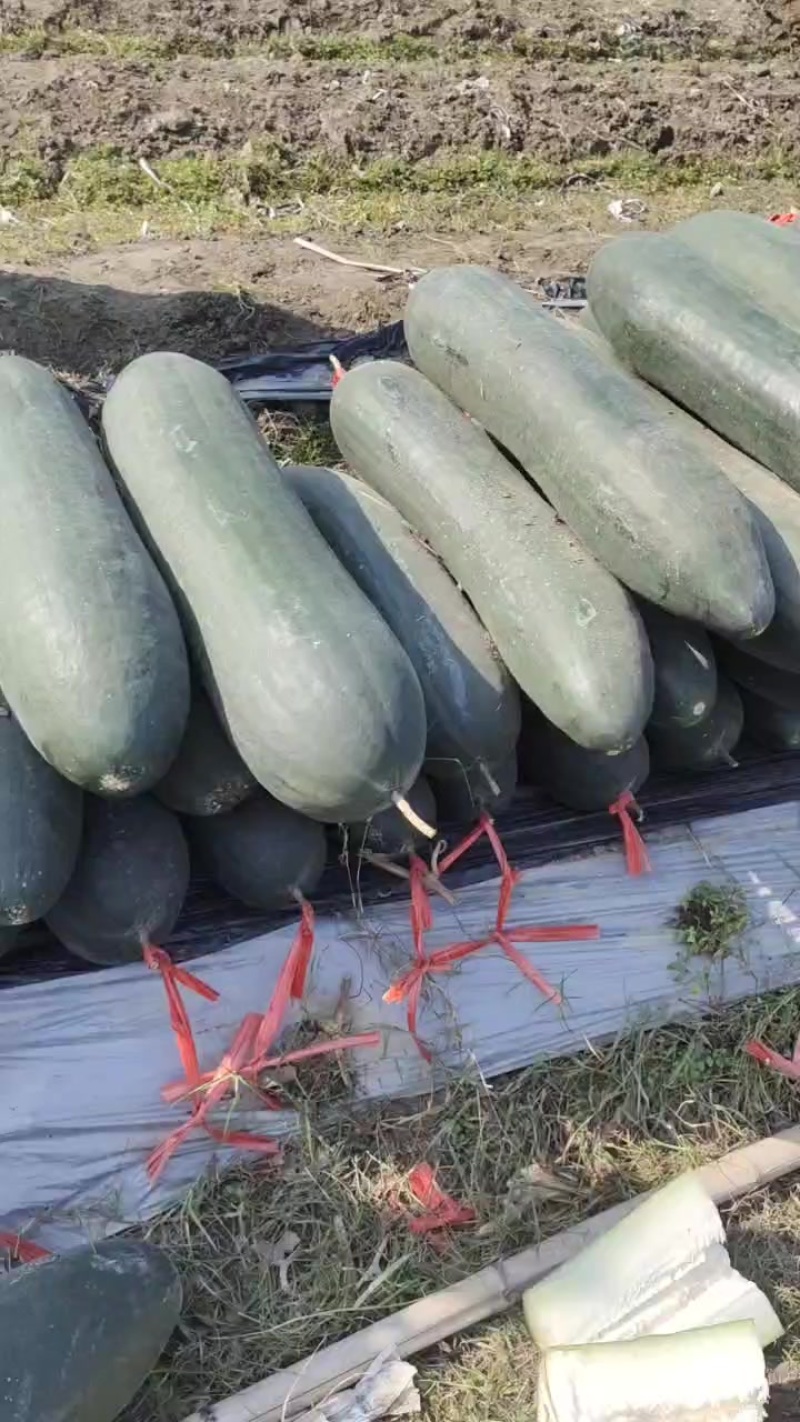 黑皮吊冬瓜质量好价格便宜产地直销