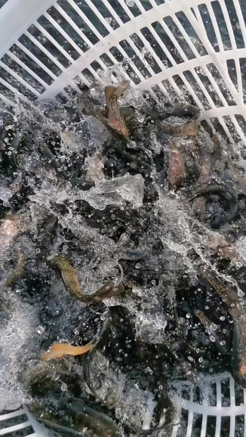 优质虹金鳟鱼苗