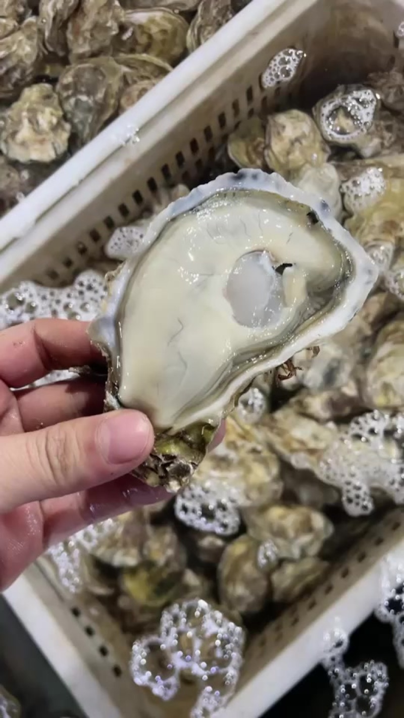 乳山生蚝三倍体中薄壳高压锅产品