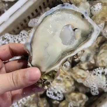 乳山生蚝三倍体中薄壳高压锅产品