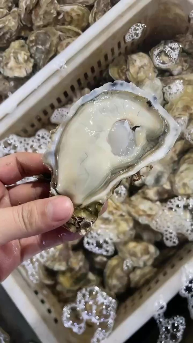 乳山生蚝三倍体中薄壳高压锅产品