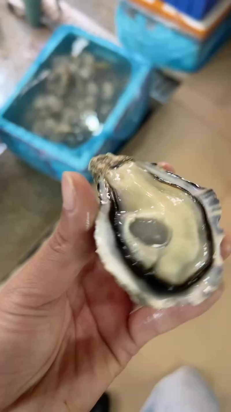 乳山生蚝三倍体中薄壳高压锅产品