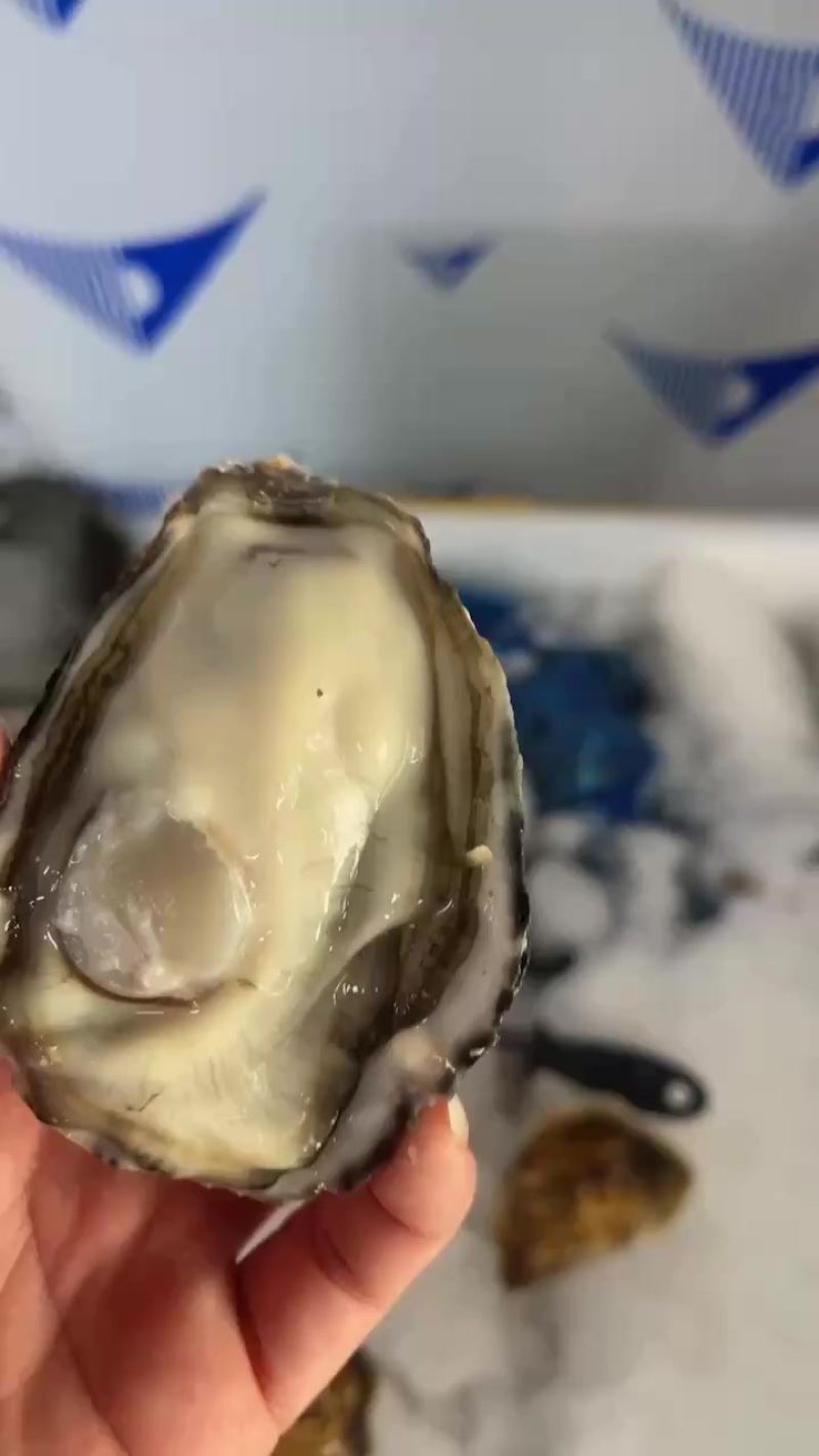 乳山生蚝三倍体中薄壳高压锅产品