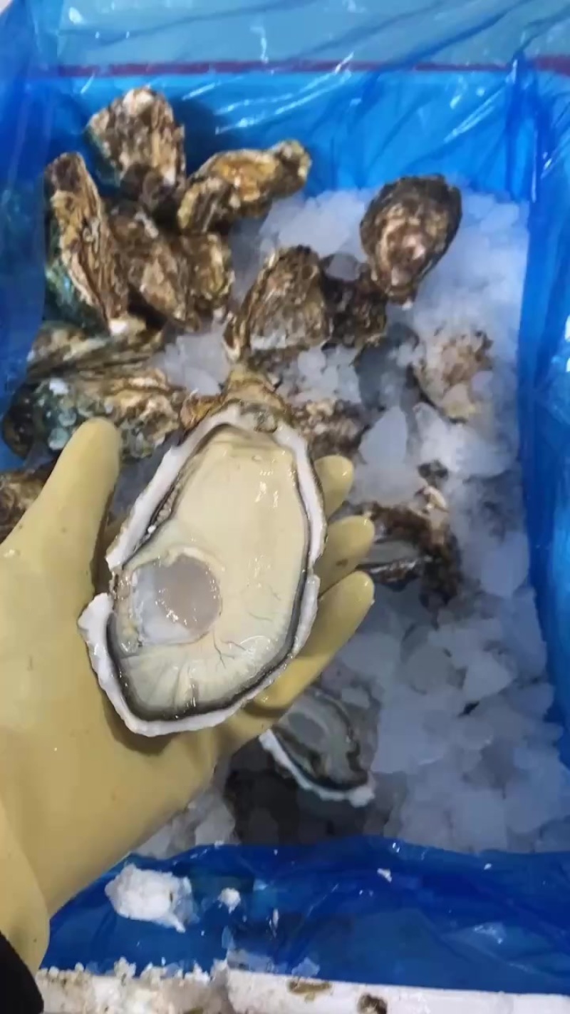 乳山生蚝三倍体中薄壳高压锅产品