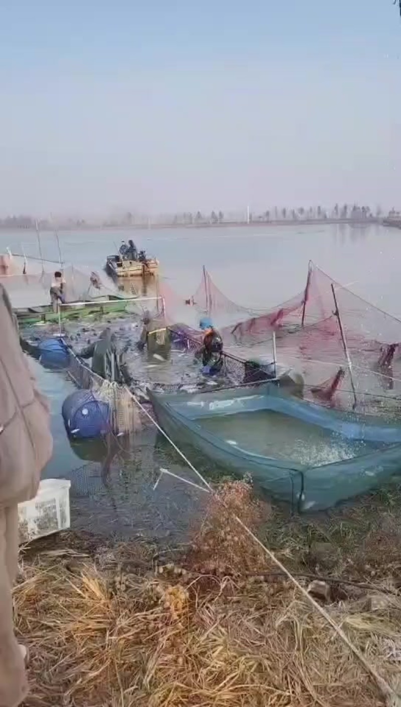 青鱼