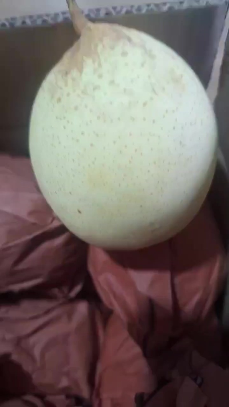 自己家放的