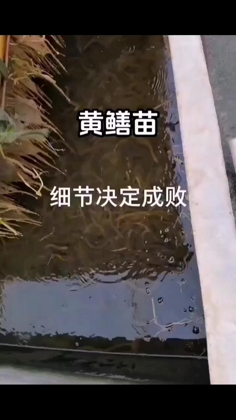 精品黄鳝苗批发