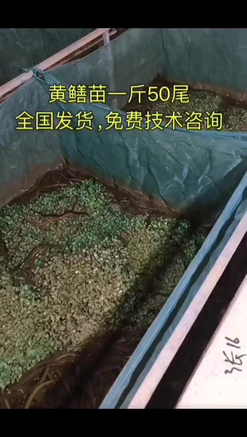 精品黄鳝苗批发