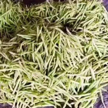 大量精品细长型芸豆上市，欢迎各位老板前来采购