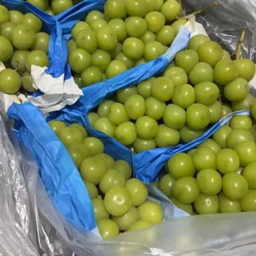 阳光玫瑰
