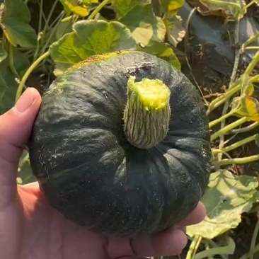 贝贝南瓜