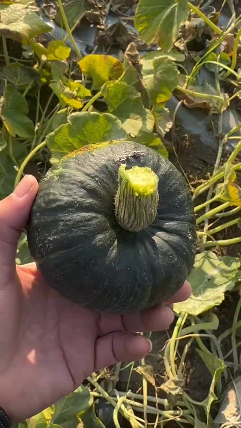 贝贝南瓜
