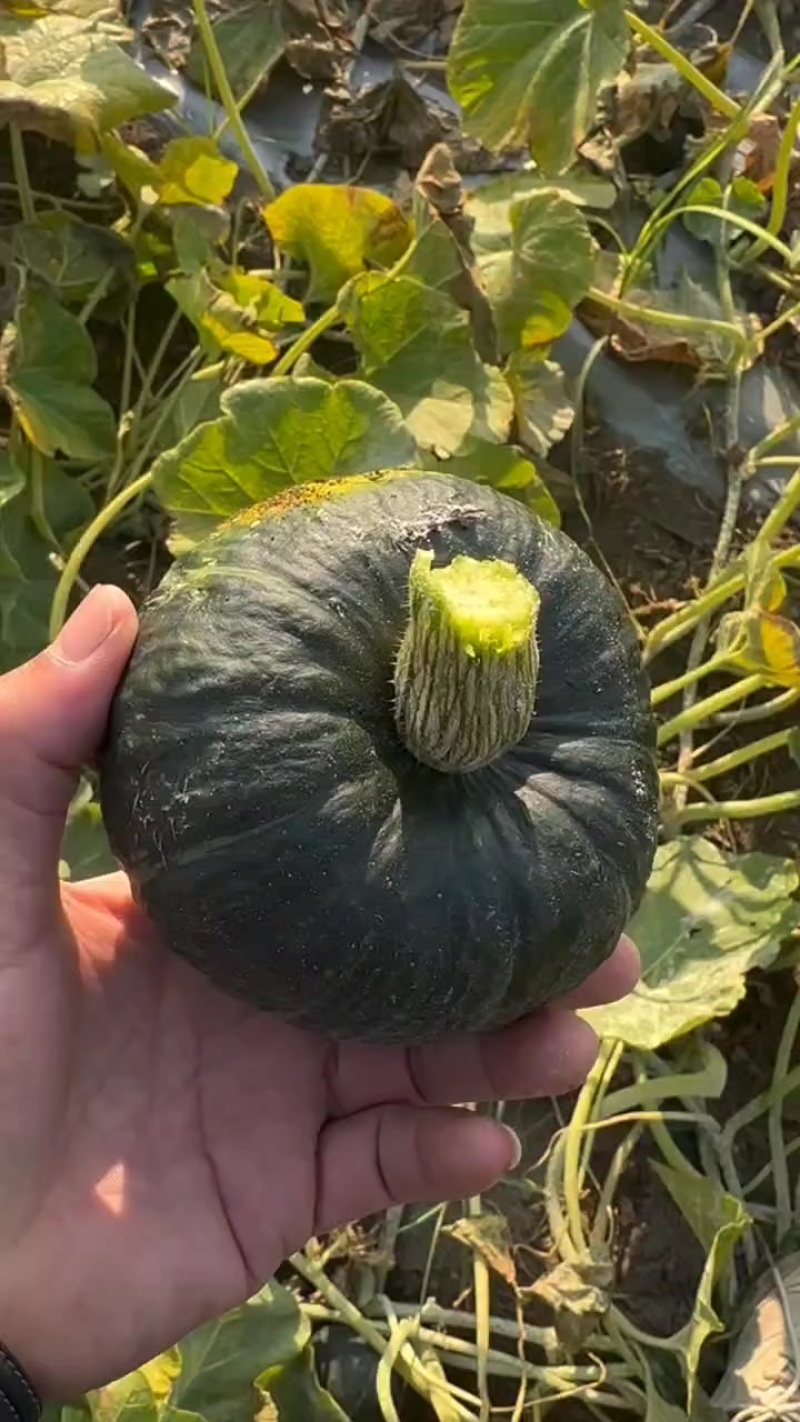 贝贝南瓜