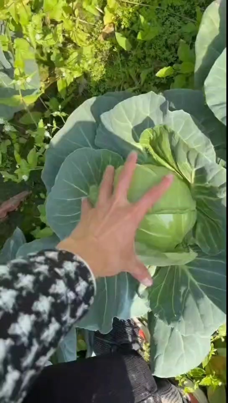 福建。精品货，大量有货。价格不高，需要的联系