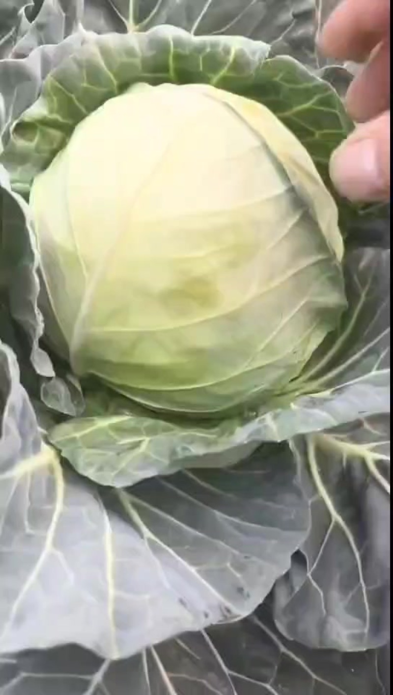 云南精品铁头，大量有货，用的联系，价格不高