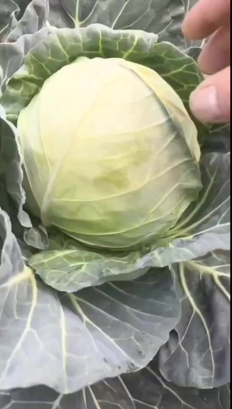 云南精品铁头大量有货，用的联系。价格不高