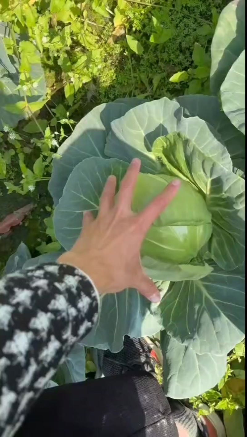 福建精品甘蓝，大量有货，价格不高，用的联系，质量保证
