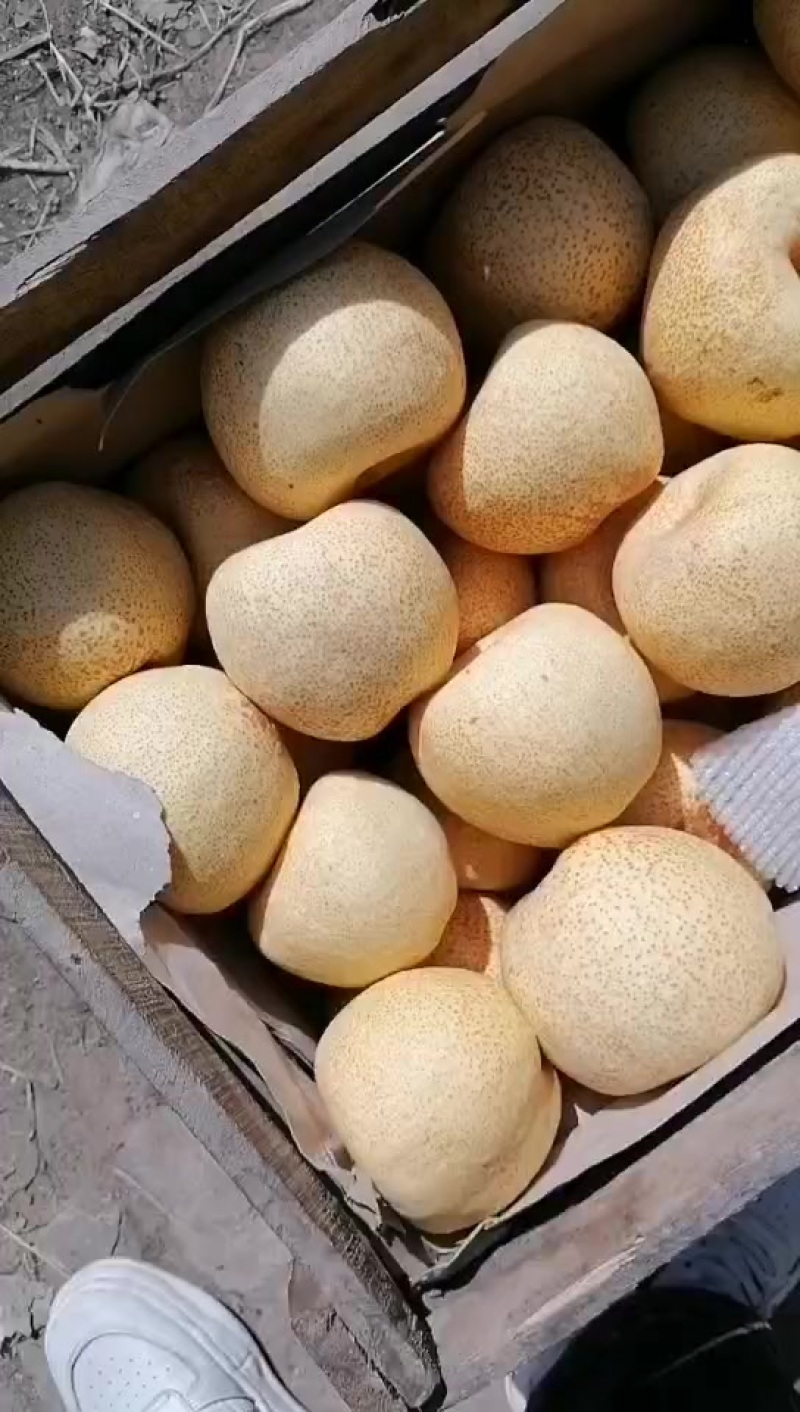 砀山酥梨，口感脆甜，大量现货，价格便宜了