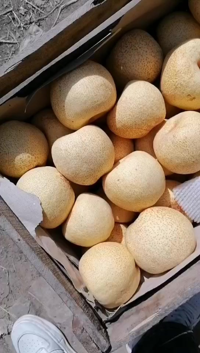 砀山酥梨，口感脆甜，大量现货，价格便宜了