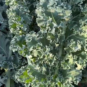 基地专业种植羽衣甘蓝