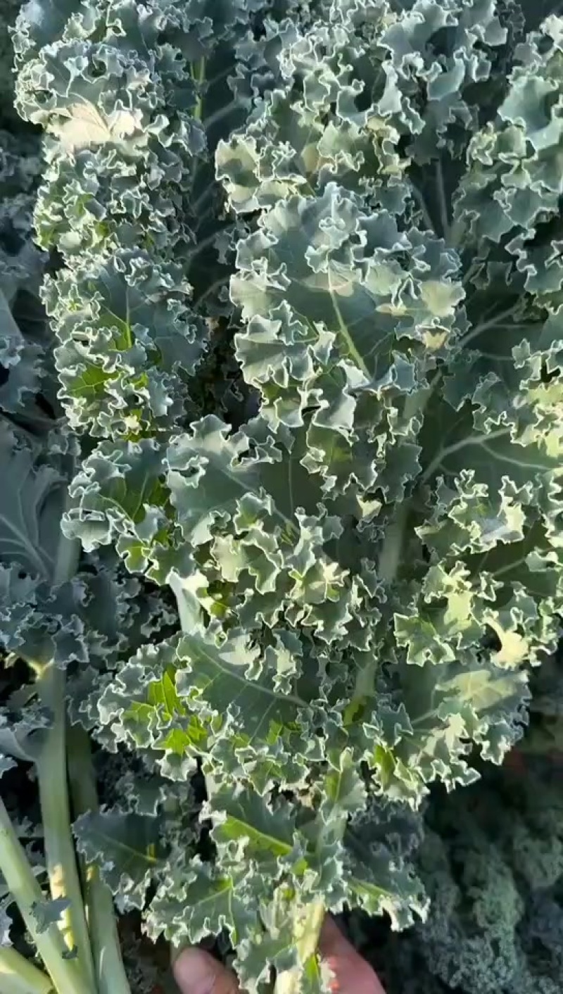基地专业种植羽衣甘蓝