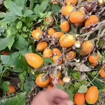 白沙县本地槟榔苗果