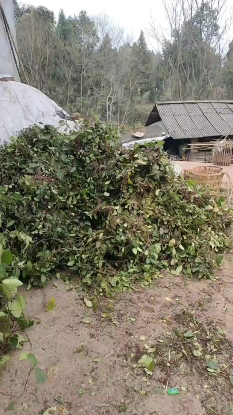 野地瓜藤