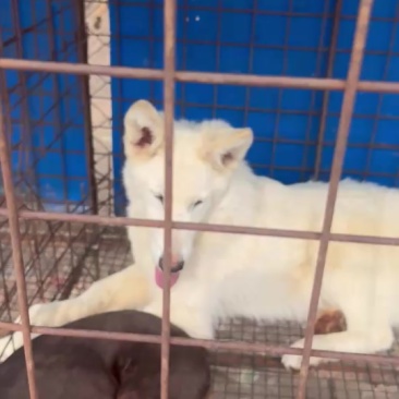 德国牧羊犬纯白