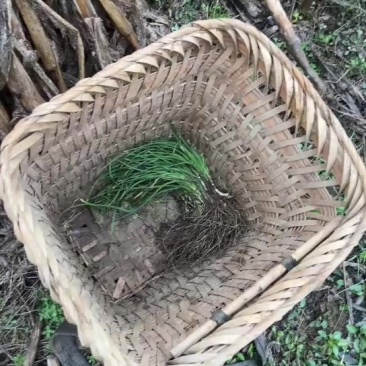 贵州野葱