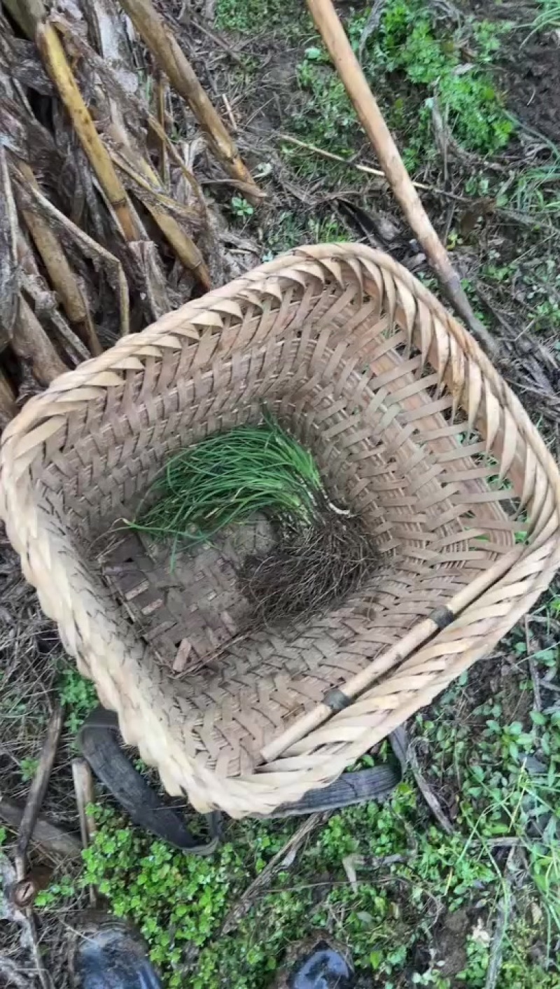 贵州野葱