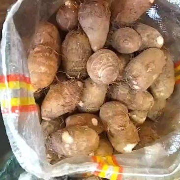 山东芋头种子豆包种子8520芋头种子芋头全国供货芋头电商