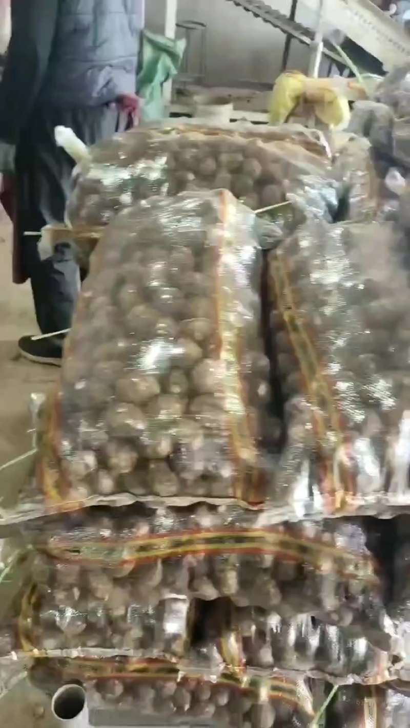 山东芋头种子豆包种子8520芋头种子芋头全国供货芋头电商
