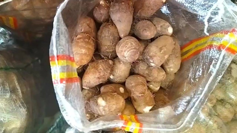 山东芋头种子豆包种子8520芋头种子芋头全国供货芋头电商