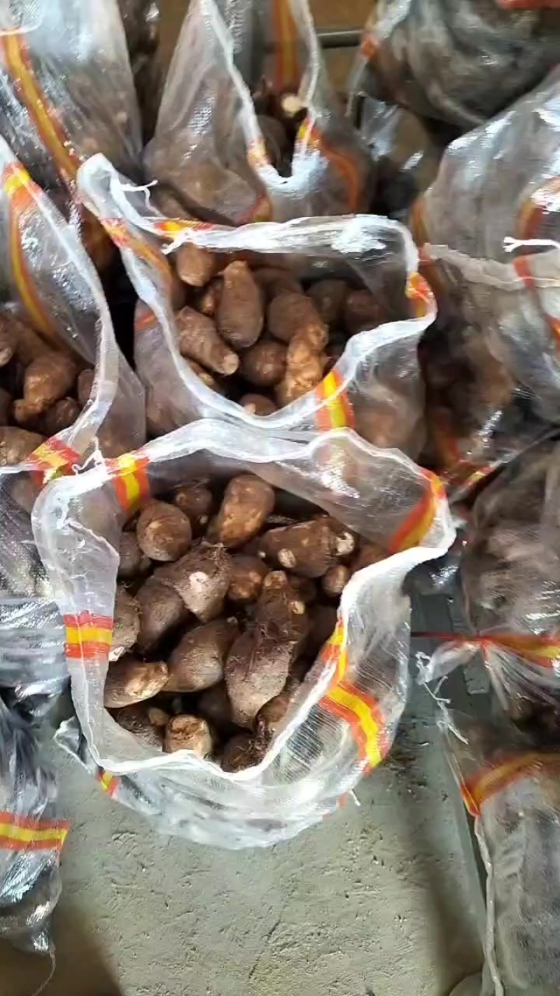 山东芋头种子豆包种子8520芋头种子芋头全国供货芋头电商
