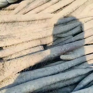 白玉山药毛毛钱。