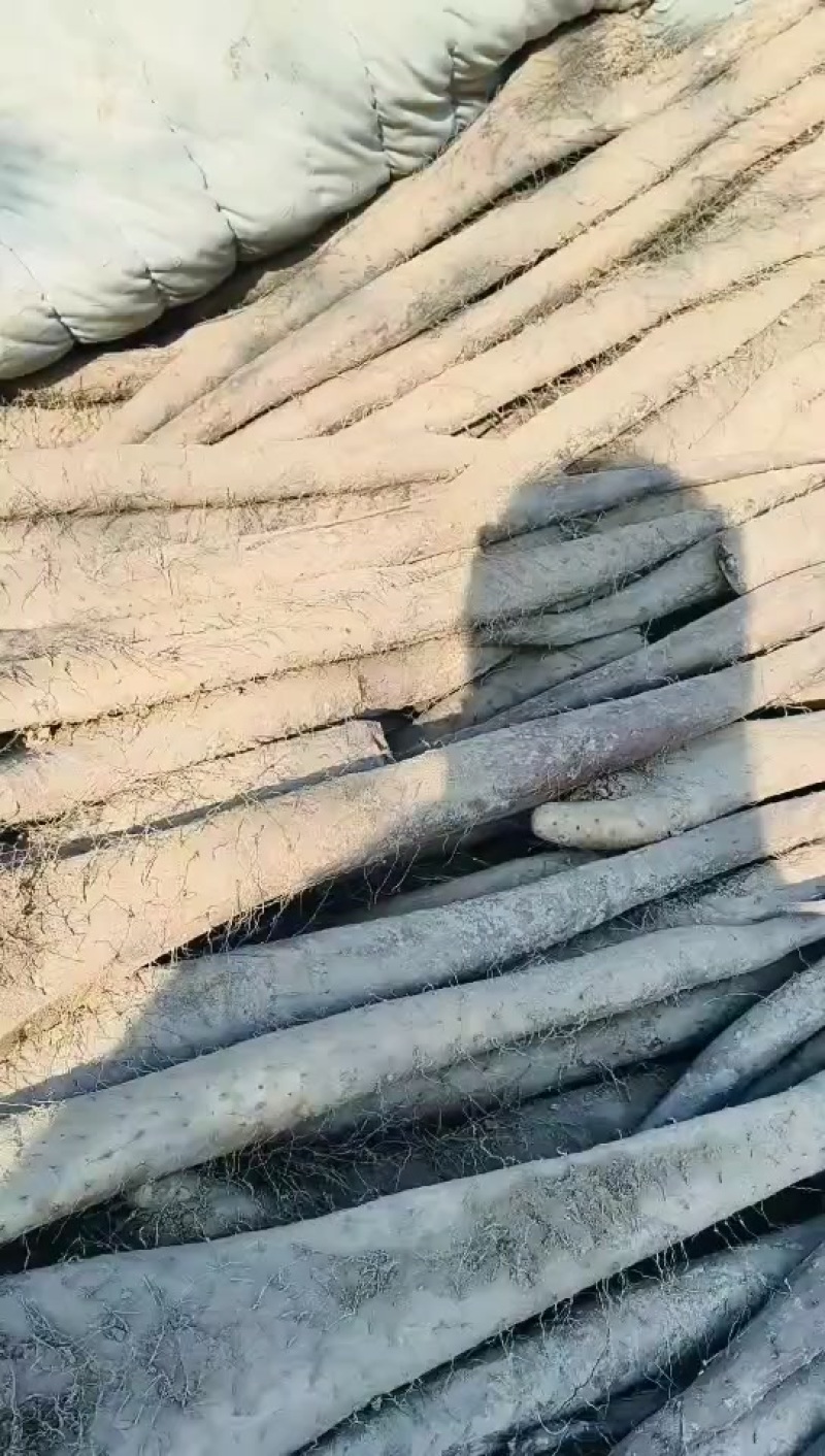 白玉山药毛毛钱。