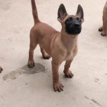 净版黄马犬