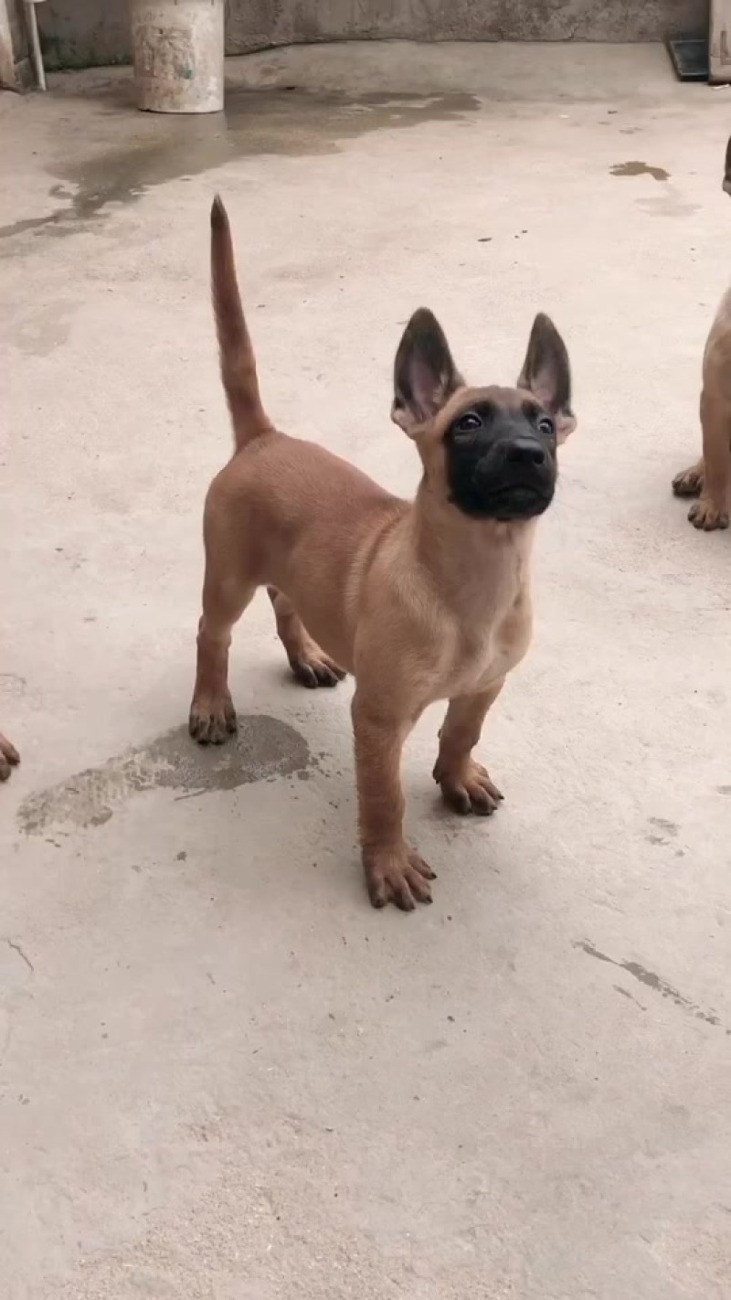 净版黄马犬