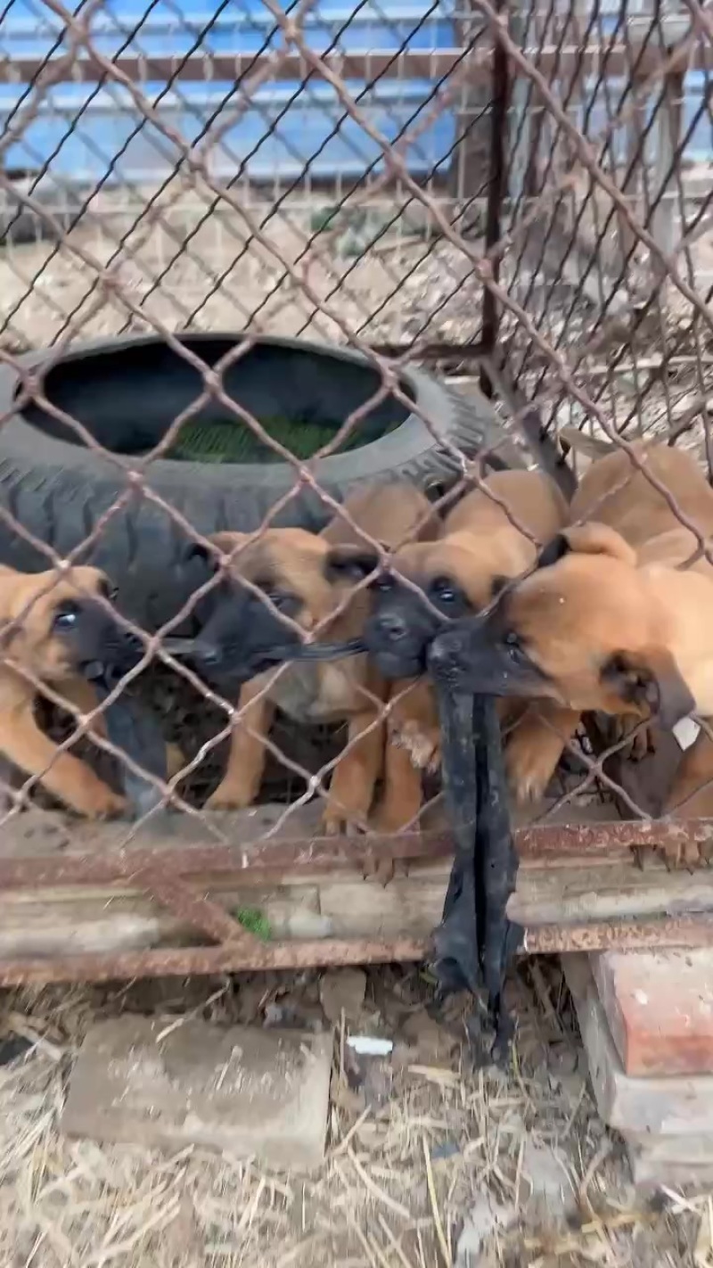 净版黄马犬