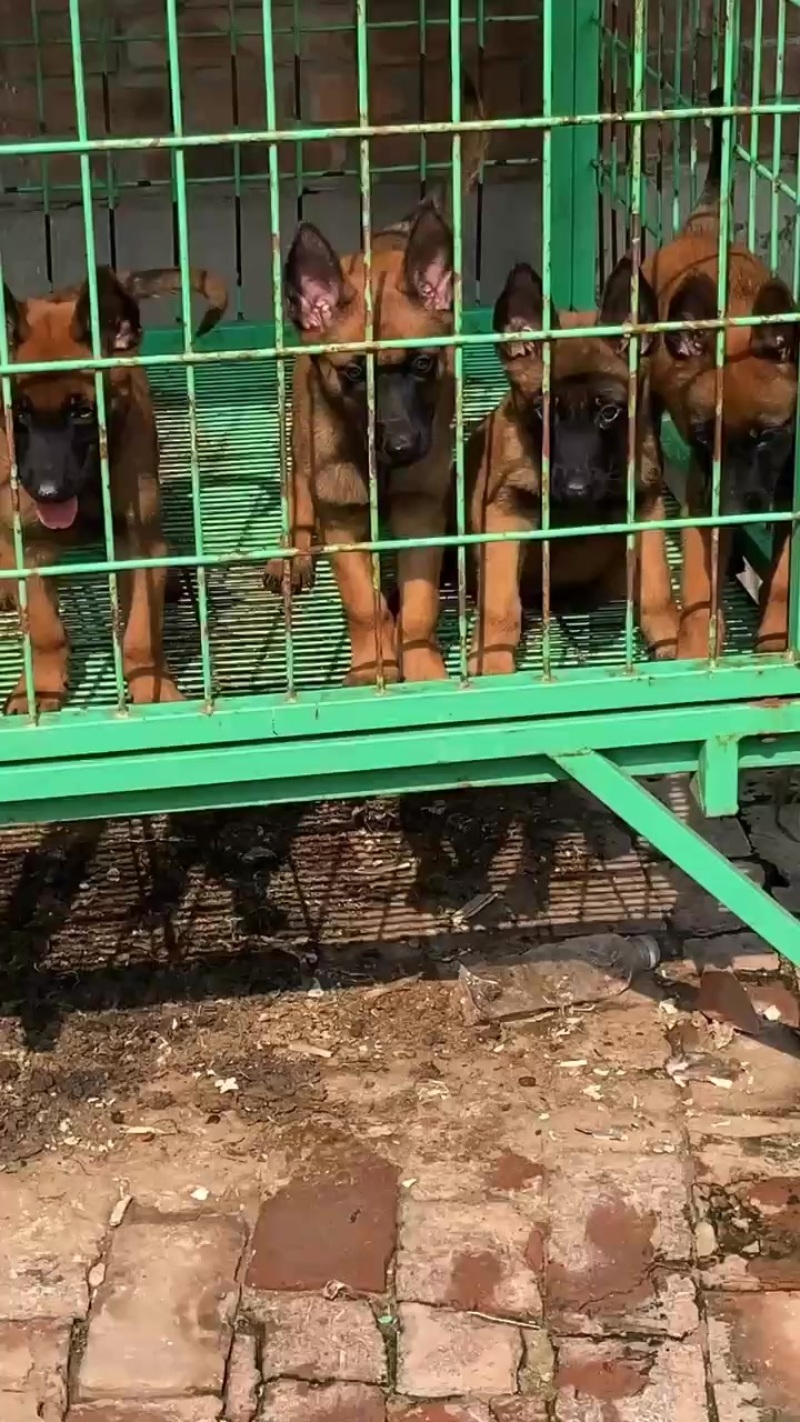 净版黄马犬