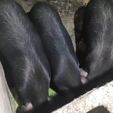 贵州自养黑土猪