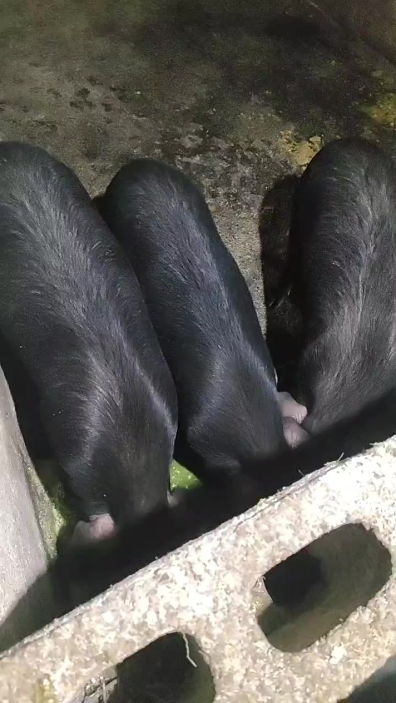 贵州自养黑土猪