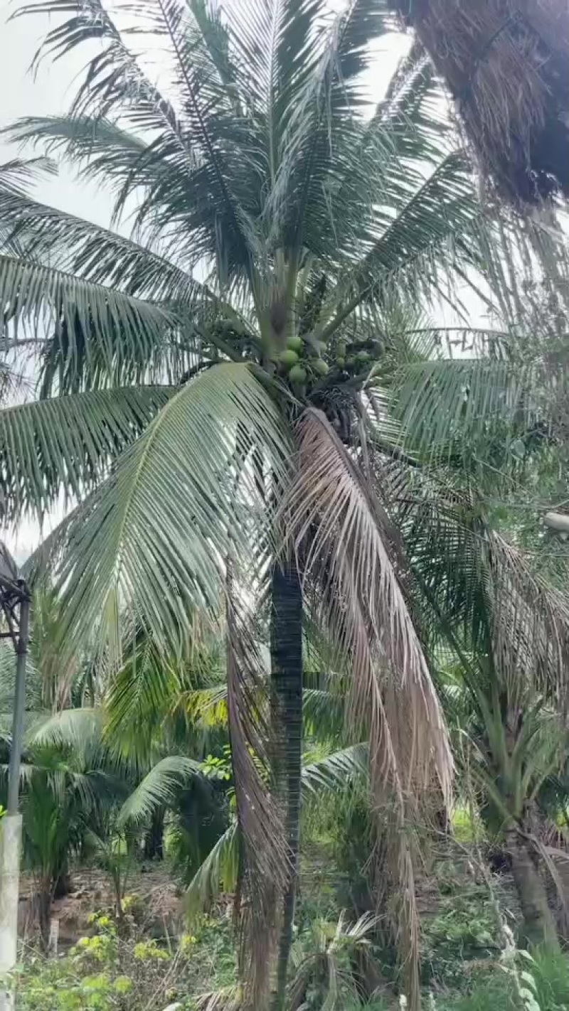 椰子